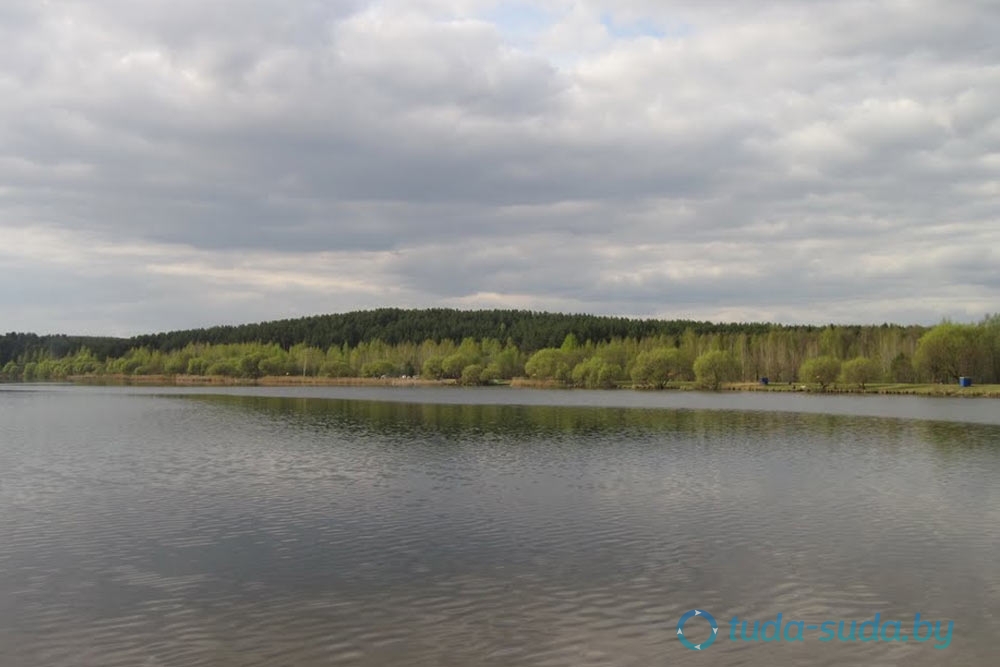 Дрозды в городе фото