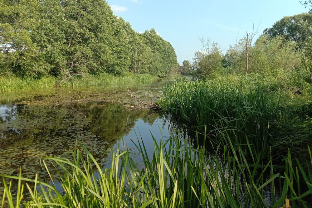 Березинскому заповеднику 100 лет Березинский биосферный заповедник