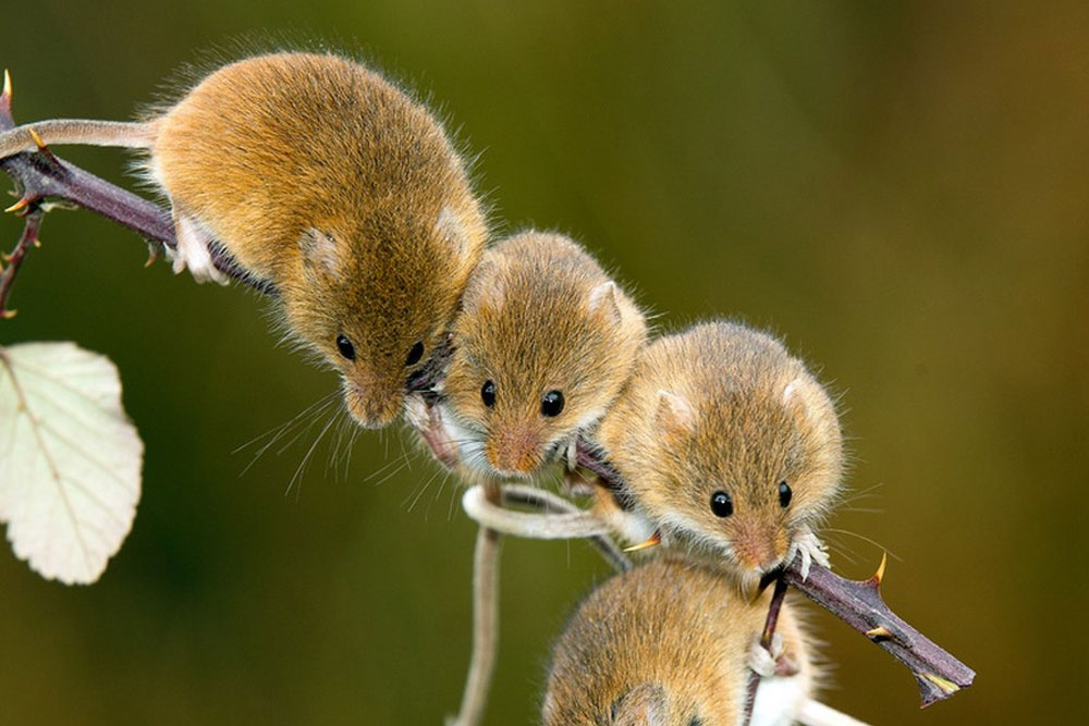 На юге Гомельщины зафиксирован случай «мышиной» лихорадки. Как спастись? Мышиная лихорадка