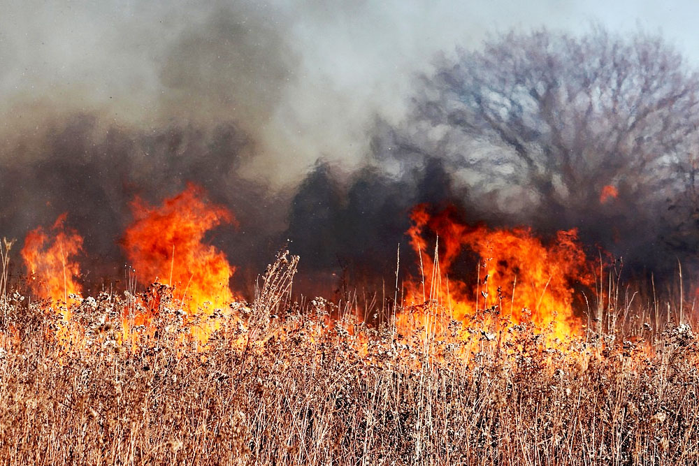 Запретили посещать леса в нескольких областях Беларуси Запрет на посещение леса